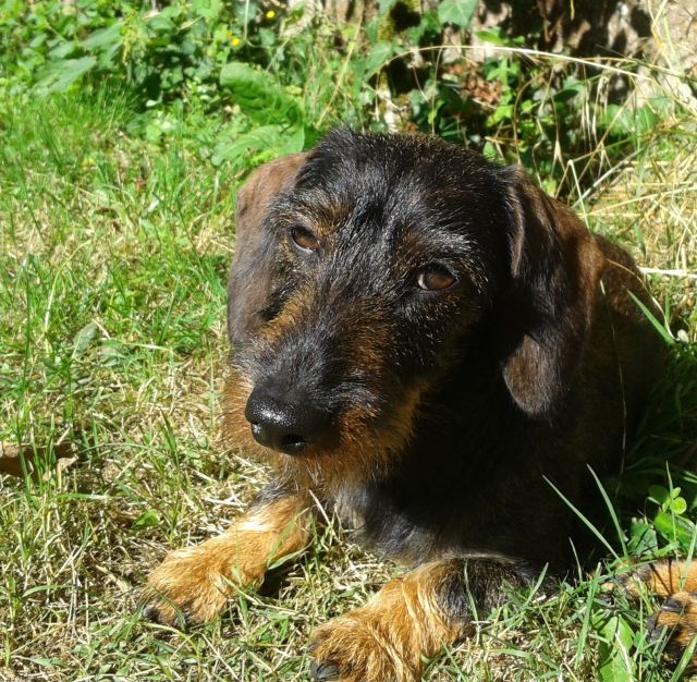 des coeurs fideles du val - EXPOSITION CANINE DE BOURGES LE 17.02.2014