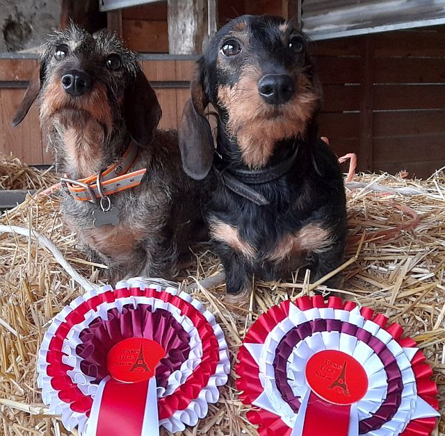 des coeurs fideles du val - BRAVO PRADA ET SIXTINE DES COEURS FIDELES DU VAL