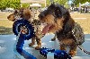  - EXPO CANINE DE L'ISLE ADAM LE 07.08.22