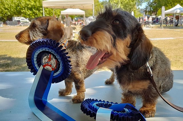 des coeurs fideles du val - EXPO CANINE DE L'ISLE ADAM LE 07.08.22