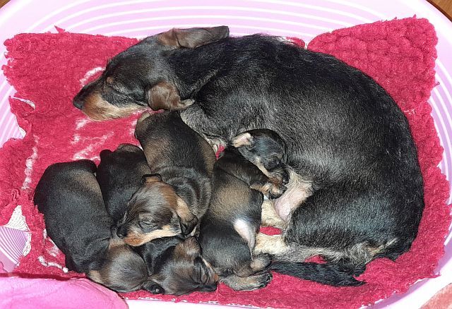 chiot Teckel poil dur des coeurs fideles du val