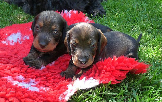 des coeurs fideles du val - LES CHIOTS D'HONORINE