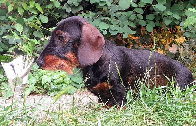 Retour de l'exposition canine d'Evreux le 1er juin 2025
