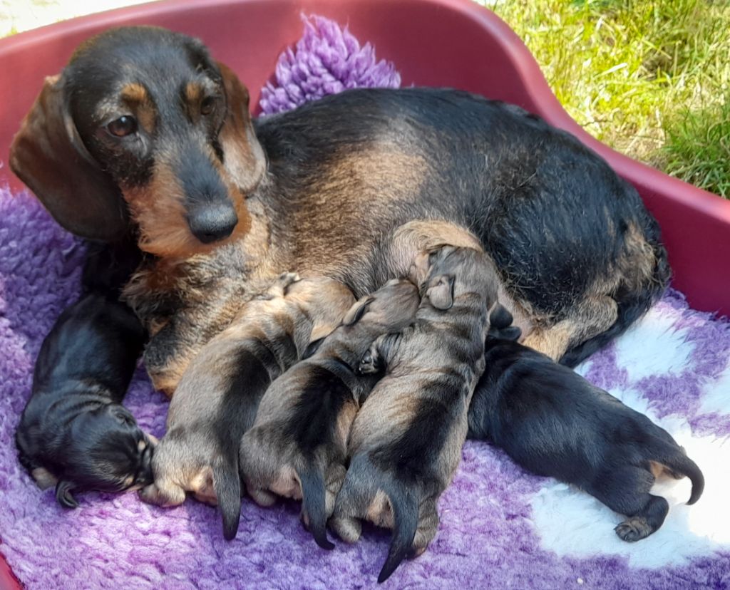 Chiot Teckel poil dur des coeurs fideles du val