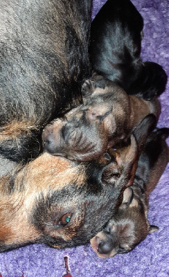 CHIOT 3