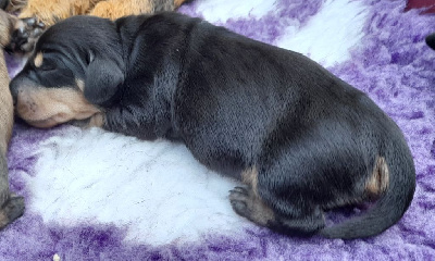 CHIOT 4