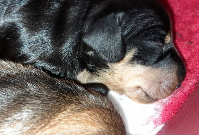 CHIOT 5