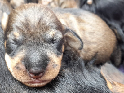 CHIOT 2