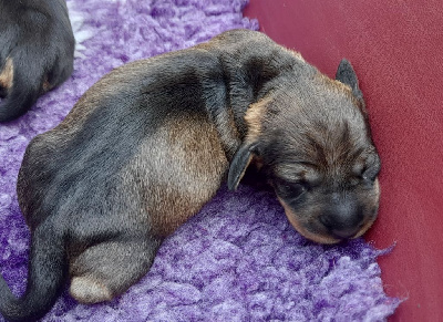 CHIOT 1
