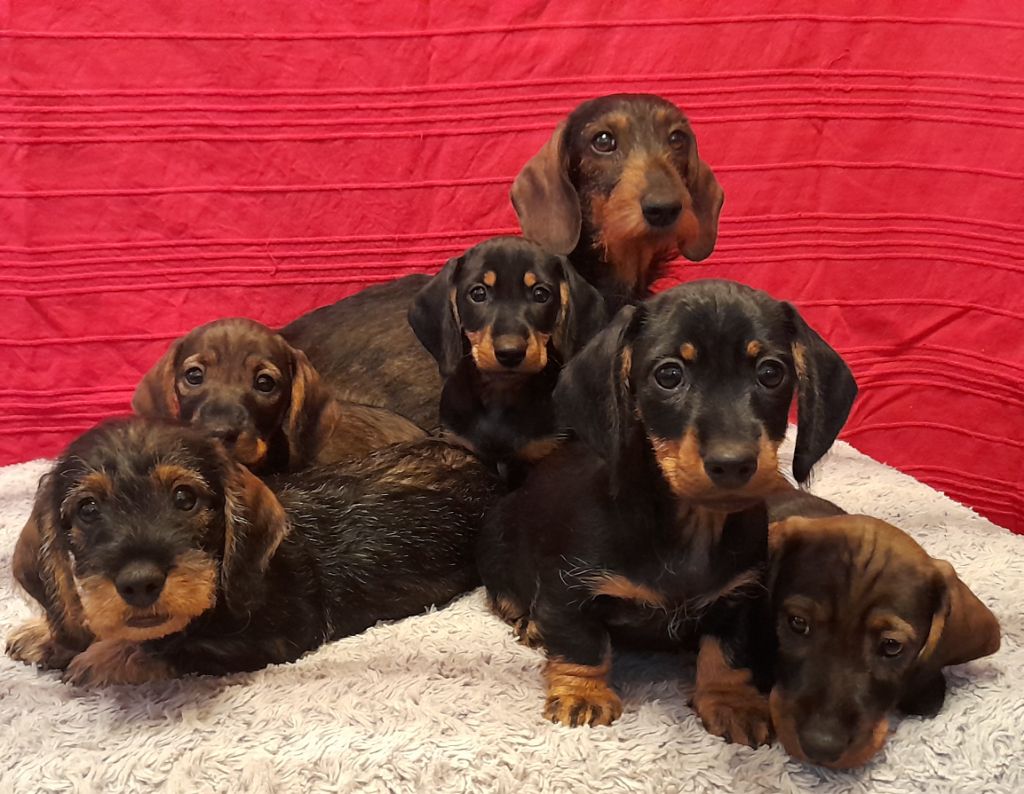 Chiot Teckel poil dur des coeurs fideles du val