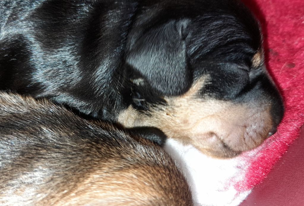 des coeurs fideles du val - Chiots disponibles - Teckel poil dur